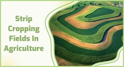 strip crop|What is the purpose of strip cropping .
